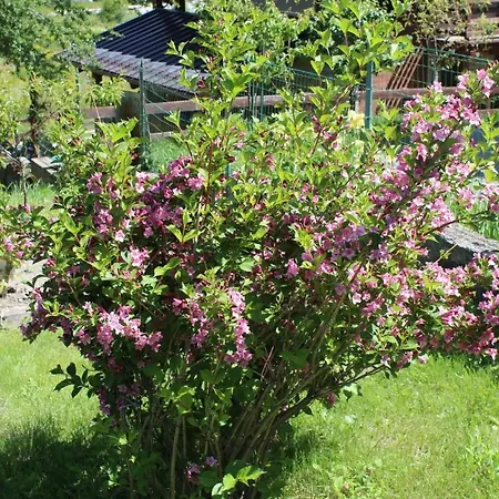 Casa Per Ferie Beatorosaz 2* 세사나토리니즈